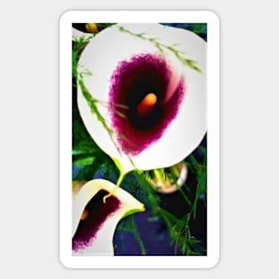 Calla ‘Picasso’ Lillies Sticker